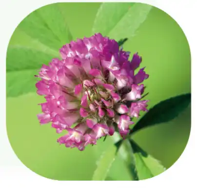 red clover isoflavones