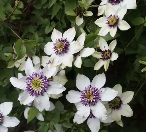 clematis flower