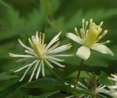 clematis vitalba leaf extract