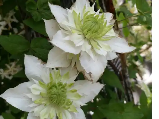 Clematis