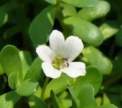 Bacopa Monniera Extract