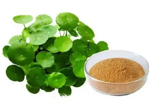 Bacopa Monniera Extract Powder