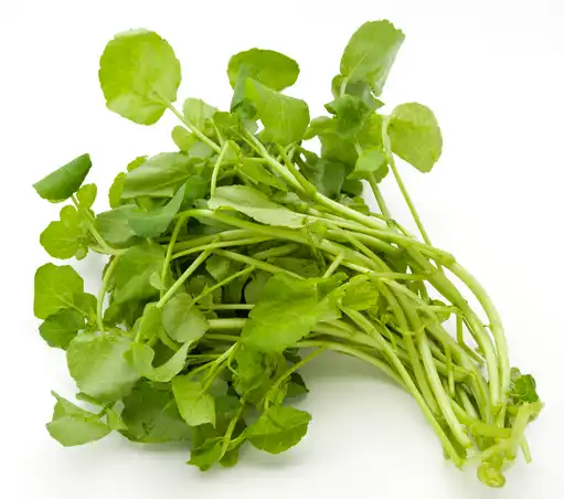 watercress extract