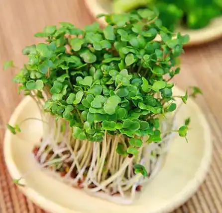 watercress extract powder