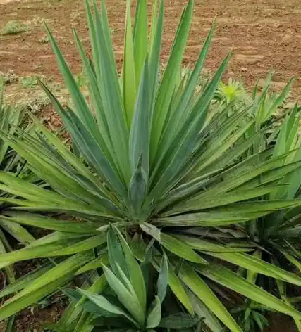 Yucca Plant