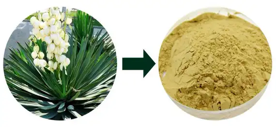 make yucca extract