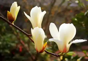 Magnolia Liliiflora flower extract