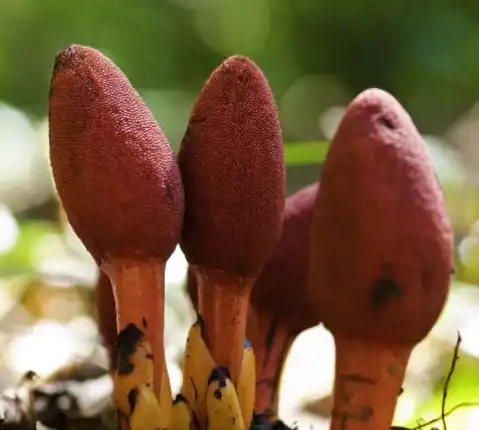 Exploring Balanophorae Laxiflora