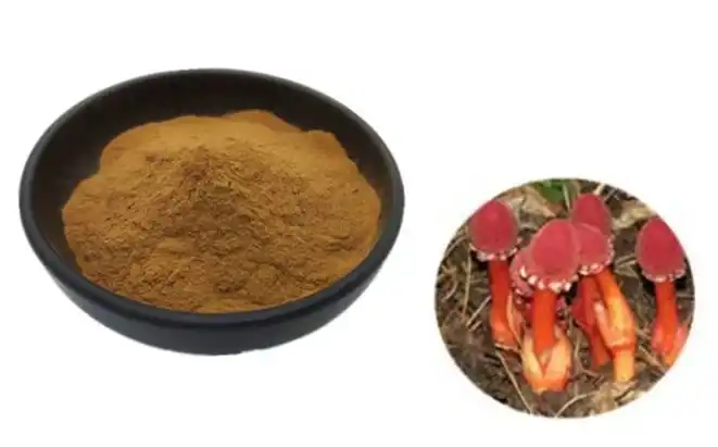 Balanophorae Laxiflora Extract