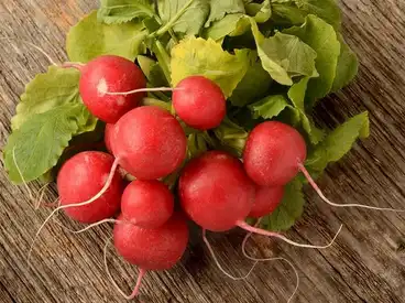 Red Radish Color