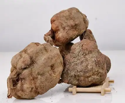 tuber fleeceflower stem extract