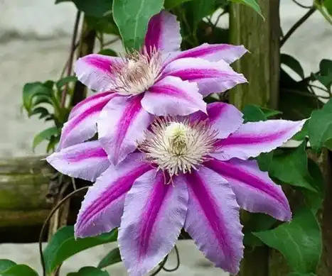 Clematis Benefits