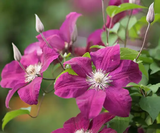 clematis extract