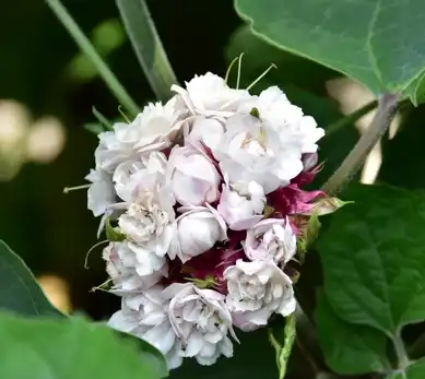 Clerodendrum Fragrans Extract