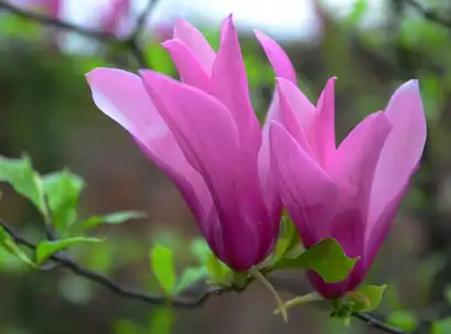 Magnolia Liliiflora extract