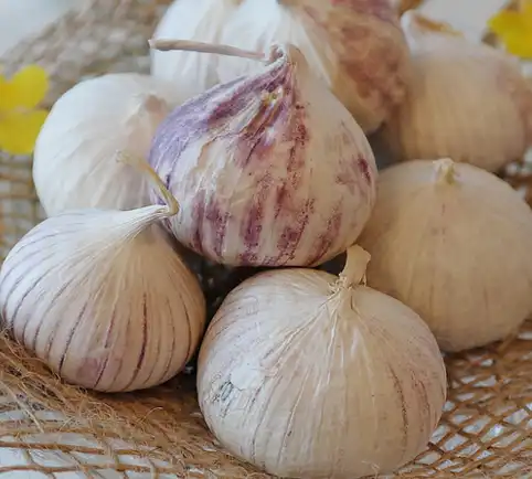 Garlic Extract