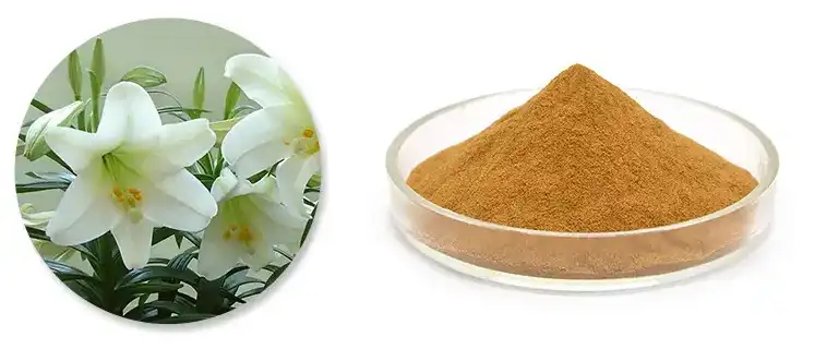 Lily Extract Powder