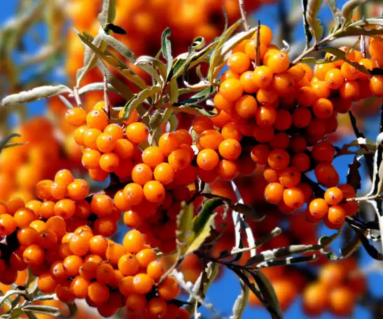 Seabuckthorn Extract