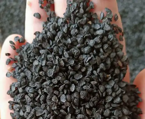 Leek seed extract Leek seed extract
