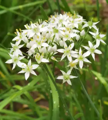 Leek Seed Extract