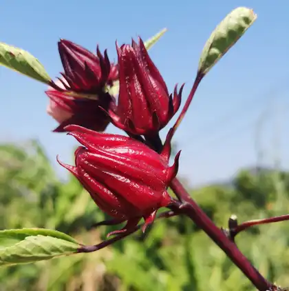 Roselle Extract Powder 