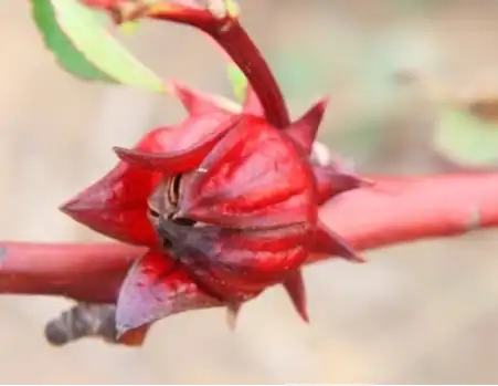 Roselle flower extract