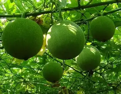 Trichosanthes Kirilowii fruit