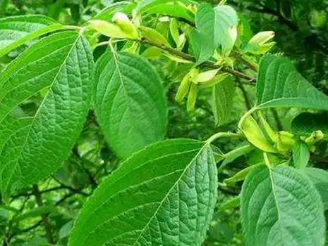 Eucommia ulmoides leaf extract