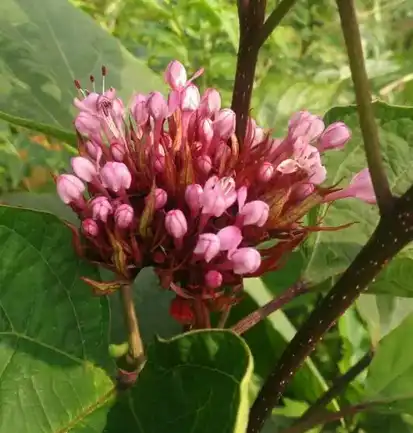 Clerodendrum fragrans extract