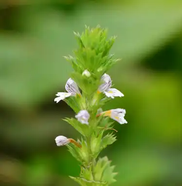 eyebright Extract