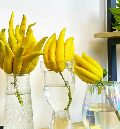 bergamot fruit extract bergamot fruit extract