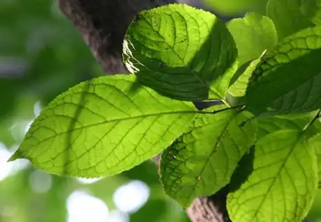 Eucommia ulmoides leaf