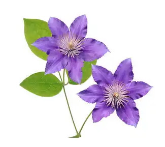 Clematis extract