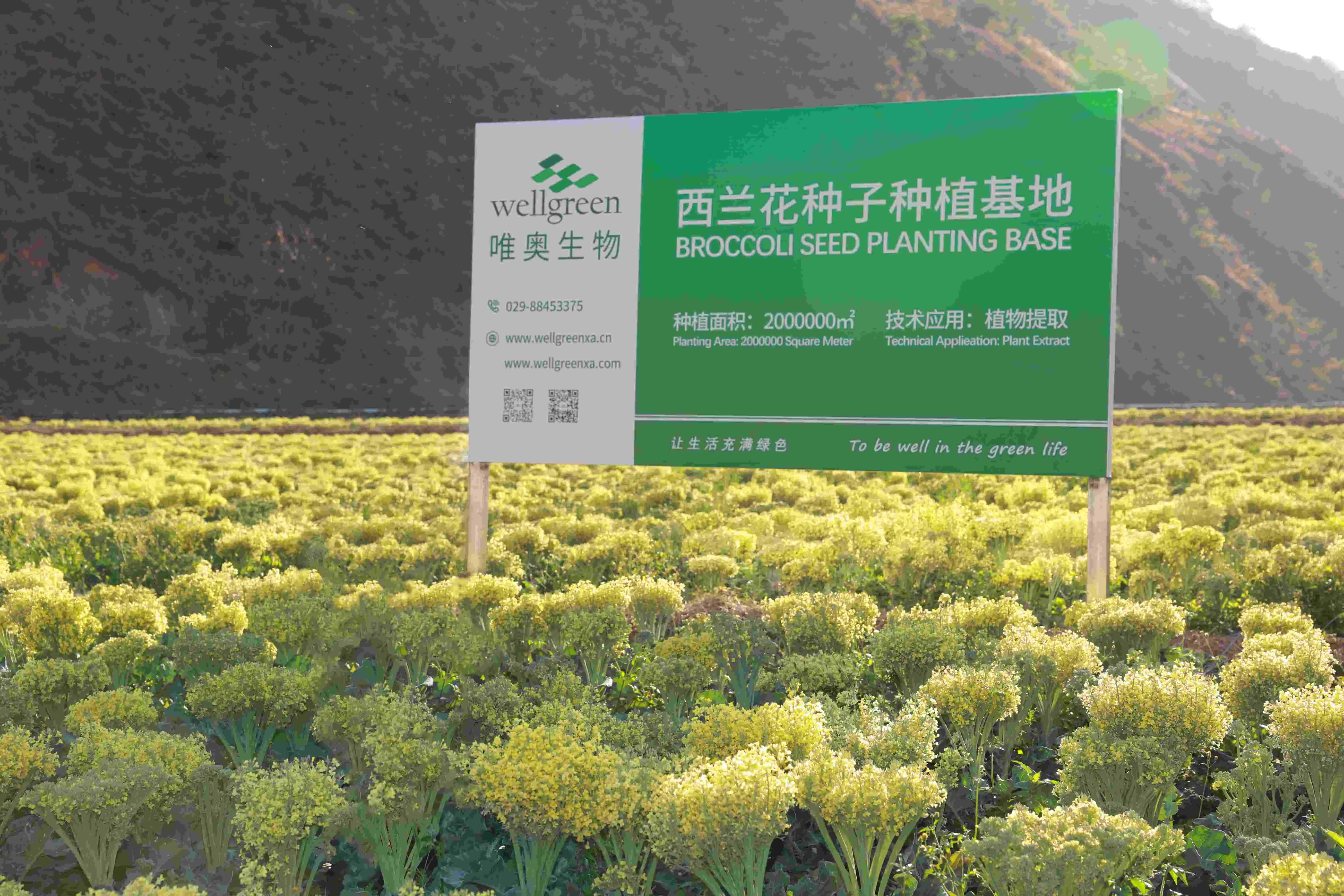 wellgreen Broccoli Planting Base wellgreen Broccoli Planting Base