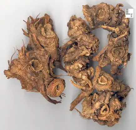 Ligusticum Wallichii Root Extract