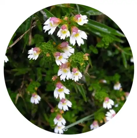 Eyebright Extract benefit