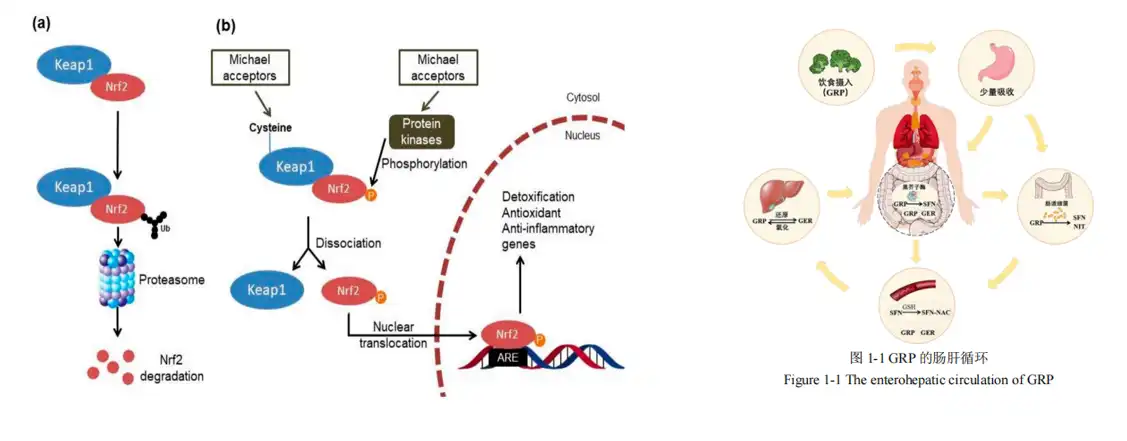 Metabolism of sulforaphane