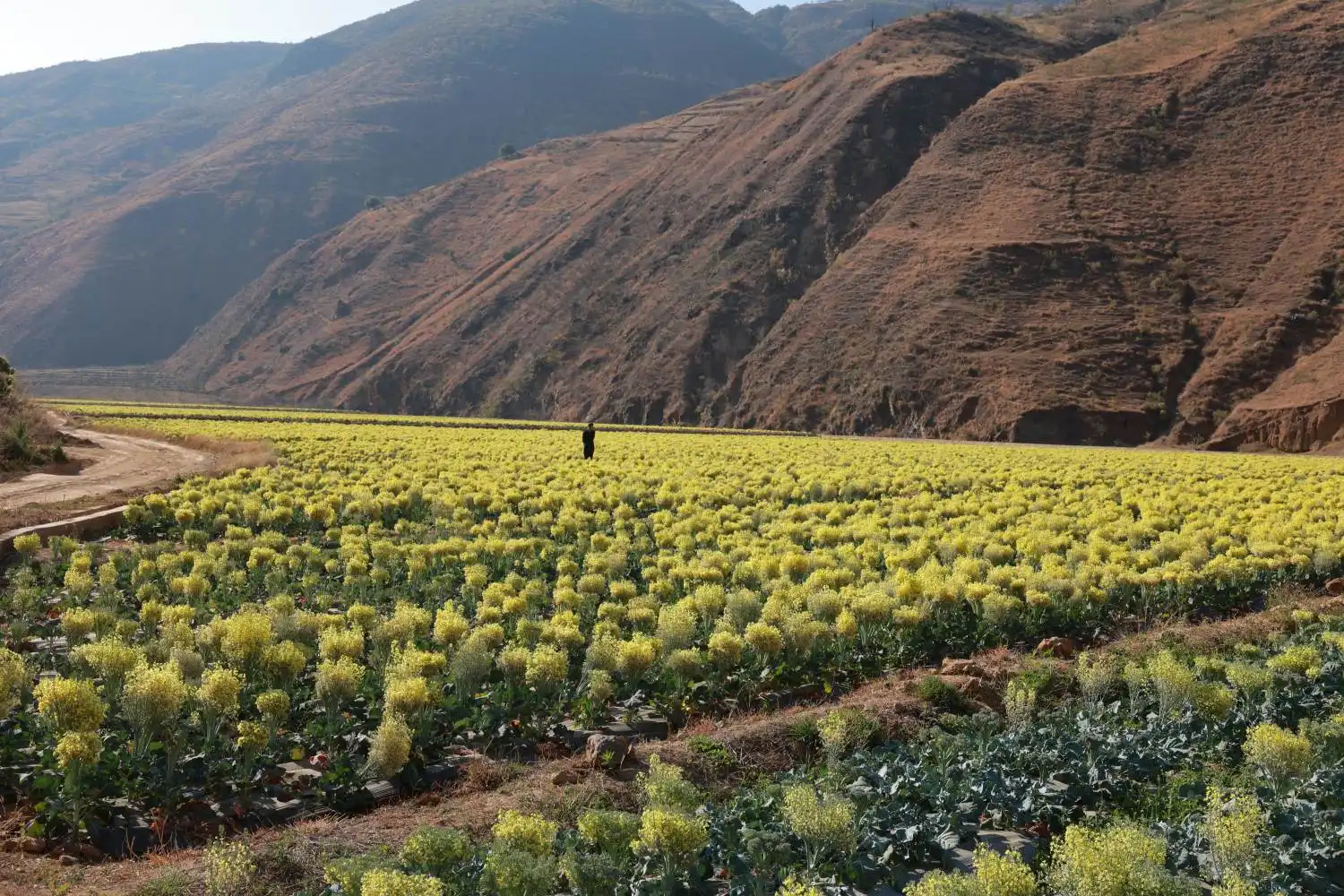 wellgreen planting base wellgreen planting base