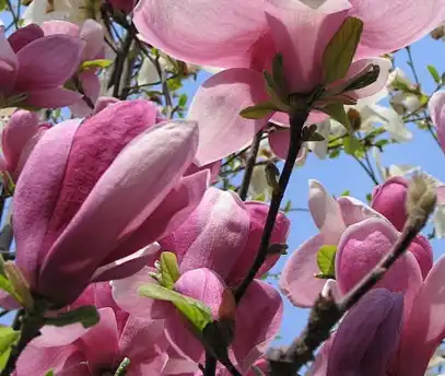 Magnolia Liliiflora