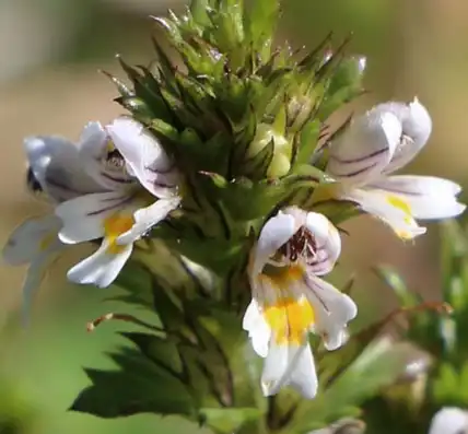 Eyebright Extract for Eye Health