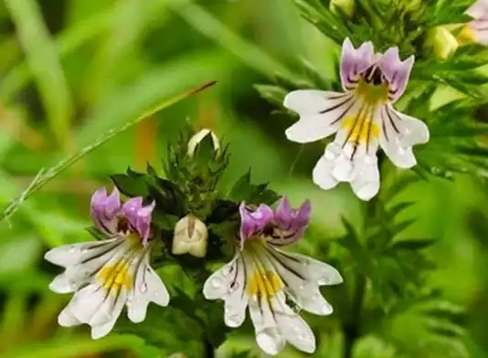 Eyebright Extract