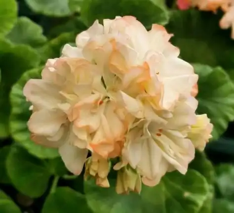 Geranium maculatum extract Geranium maculatum extract