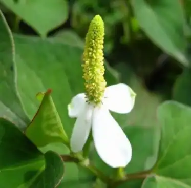 Macleaya Cordata Extract