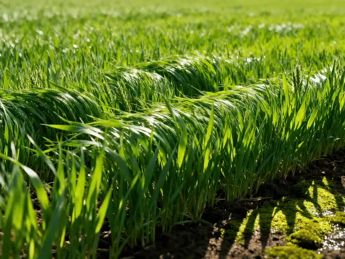 Wheat grass powder Wheat grass powder