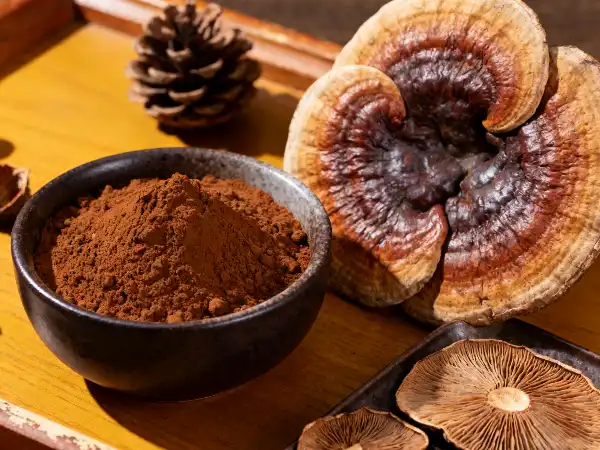 Organic reishi mushroom powder Organic reishi mushroom powder