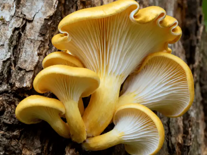 golden oyster mushroom golden oyster mushroom