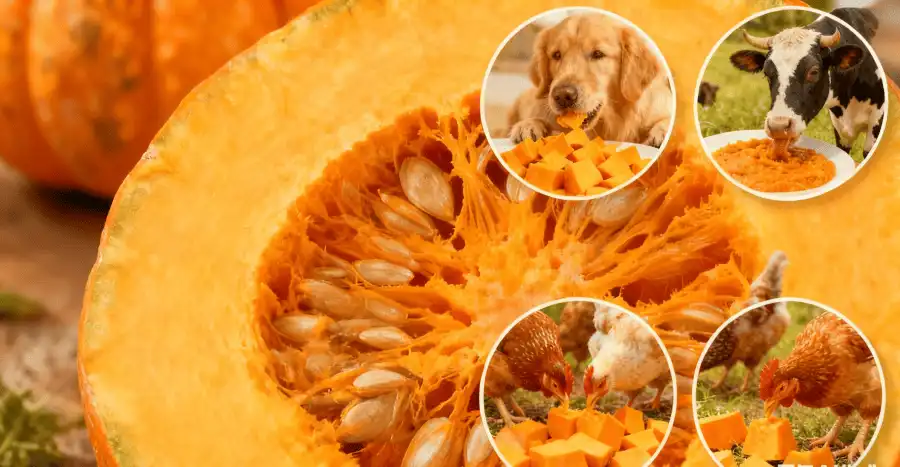 Nutritional Profile and Digestibility in Animal Feed Nutritional Profile and Digestibility in Animal Feed