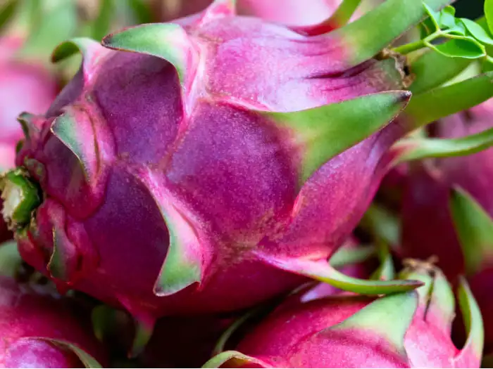 Pitaya powder Pitaya powder