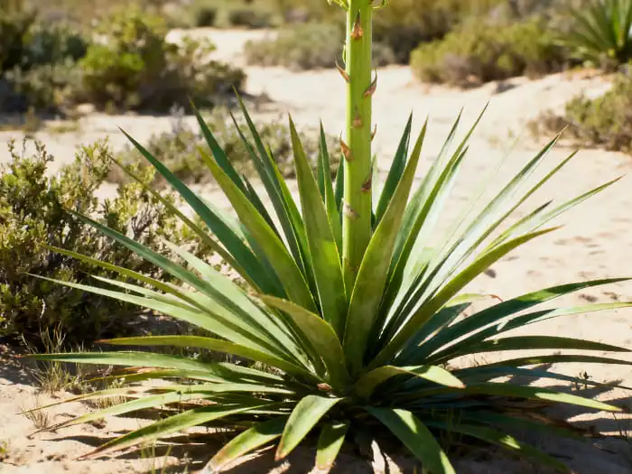 yucca extract powder yucca extract powder