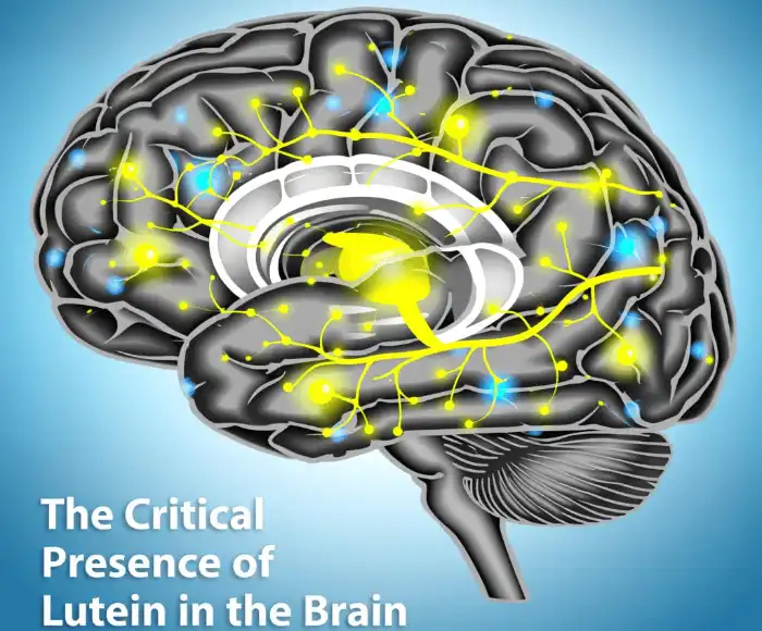 The Critical Presence of Lutein in the Brain The Critical Presence of Lutein in the Brain